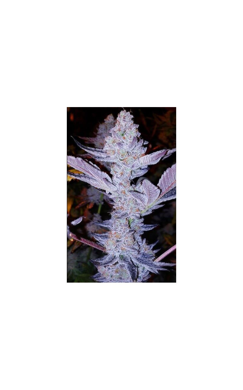 GMO Zkittlez F1 Regular, Фасовка: 8